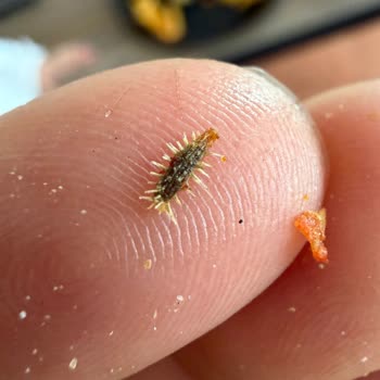 Böcek Larvası İçeren Patates Kızartması Ve Hijyen İhmaline Karşı Şikayet