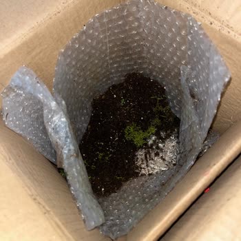 Devrilen Ve Hasarlı Saksı Çiçeği İçin Ücret İadesi Talebi