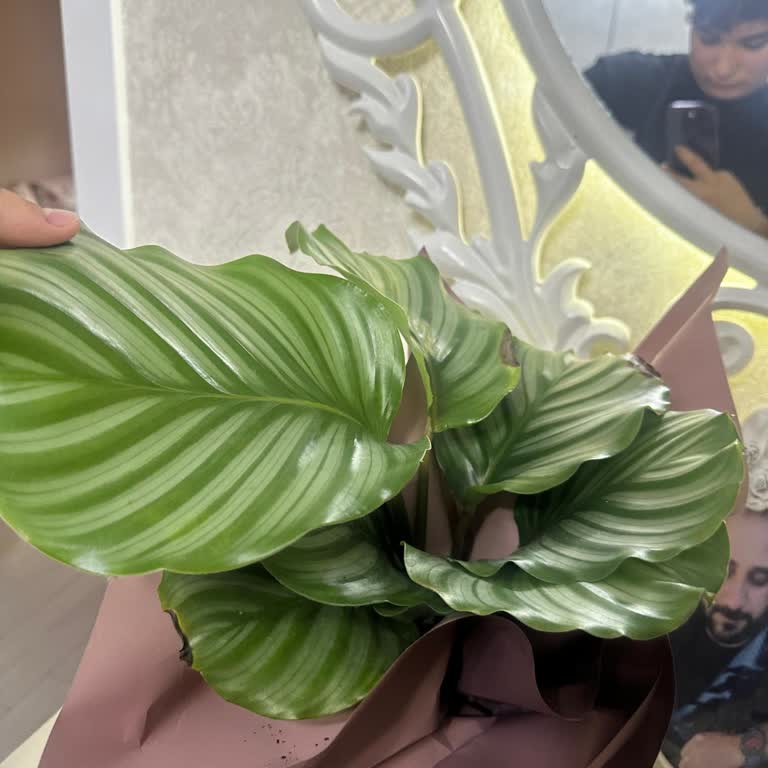 Sipariş Ettiğim Çiçek Yerine Ağaç Gönderildi Ve İade Talebi