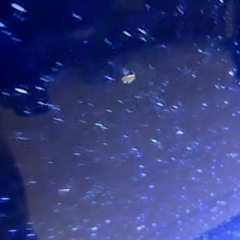 Philips Ambilight 55 İnç OLED TV Ekran Soyulması Ve Garanti Sürecindeki Sorun