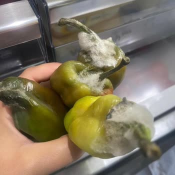 Bosch Buzdolabının Sürekli Aşırı Dondurması Ve Çözüm Bulamayan Servis