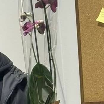 Yanıltıcı Fotoğraf Ve Kalitesiz Çiçek Teslimatı