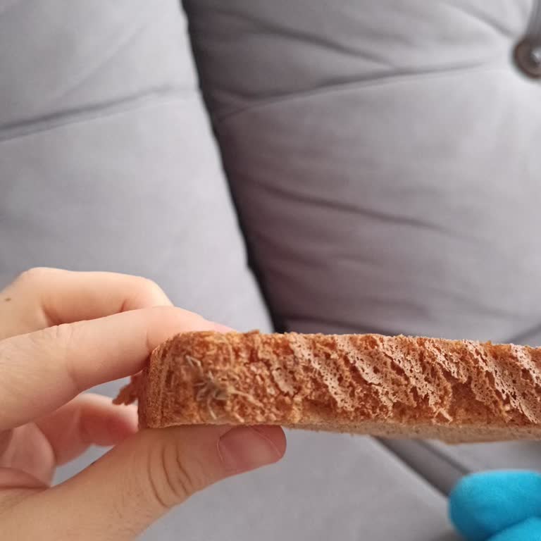 Unlüx Tam Buğday Ekmeğinde Örümcek Benzeri Kalıntı Ve Hijyen Şikayeti