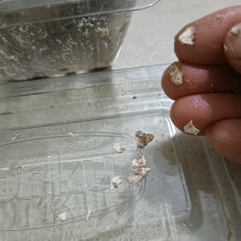 Torku Helvasında Yabancı Cisim Bulunması