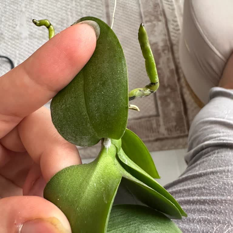 Retro Çiçekçilik Kökleri Çürük Orkide Gönderdi