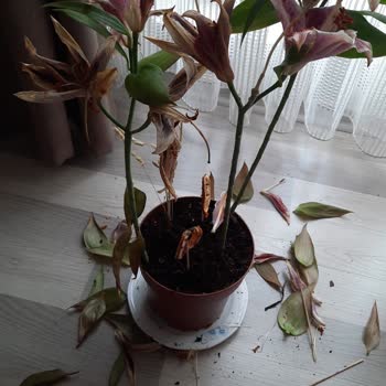 Taze Çiçek | Tazecicek.com Doğum Günü Çiçeği Hızla Bozuldu Ve Müşteriyi Mahcup Etti