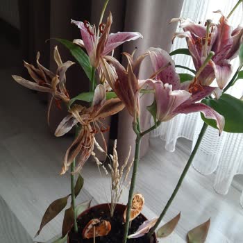 Taze Çiçek | Tazecicek.com Doğum Günü Çiçeği Hızla Bozuldu Ve Müşteriyi Mahcup Etti