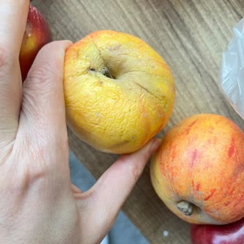 Çürük Elma Ve Mandalinalar Ücret İadesi Geri Dönüş Yok