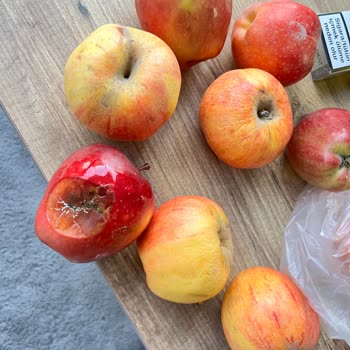 Çürük Elma Ve Mandalinalar Ücret İadesi Geri Dönüş Yok