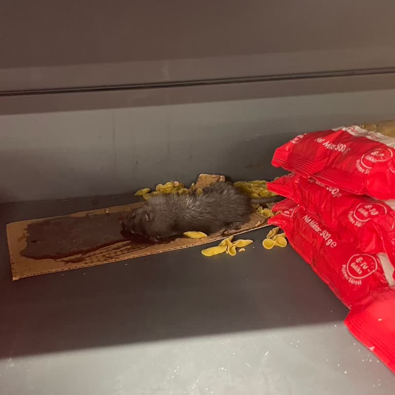 Rize Çayeli A101 Şubesinde Fare Ve Lağım Suyu Hijyen Sorunu