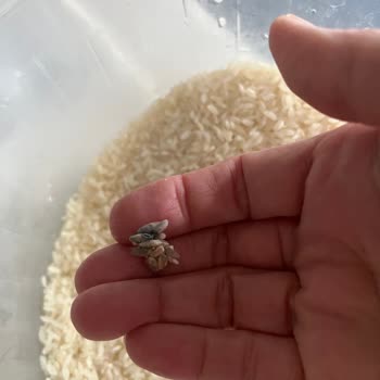 Küflü Pirinç Satın Aldım: Sağlık Riski Ve İade Talebi