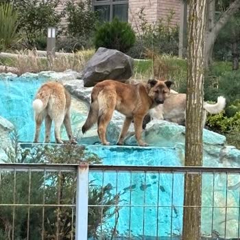 Çekmeköy Belediyesi Sokak Köpeklerini Almadığı İçin Güvenliğimiz Tehlikede
