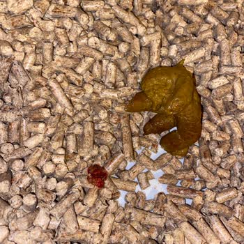 Sahte Kedi Maması Ve Kedilerimin Sağlık Sorunları Nedeniyle İade Reddi