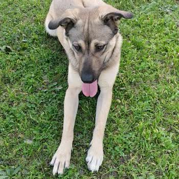 Ücretsiz Köpek Sahiplendirme İlanı Satış İddiası İle Engellendi