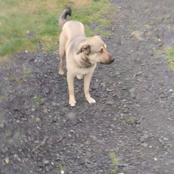 Ücretsiz Köpek Sahiplendirme İlanı Satış İddiası İle Engellendi