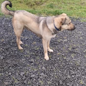 Ücretsiz Köpek Sahiplendirme İlanı Satış İddiası İle Engellendi