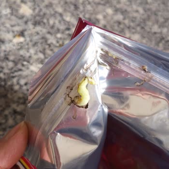 Kapsül İçinde Kurt Tespiti Hijyen Ve Sağlık Endişesi Yaratıyor