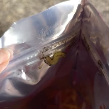 Kapsül İçinde Kurt Tespiti Hijyen Ve Sağlık Endişesi Yaratıyor