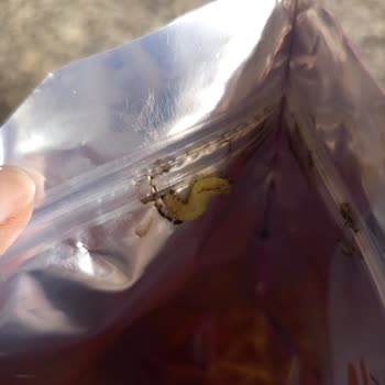 Kapsül İçinde Kurt Tespiti Hijyen Ve Sağlık Endişesi Yaratıyor