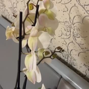 Beyaz Orkide Solmuş Ve Sararmış, Yeniden Gönderim Veya İade Talebi