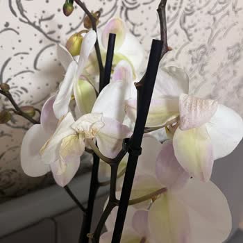 Beyaz Orkide Solmuş Ve Sararmış, Yeniden Gönderim Veya İade Talebi