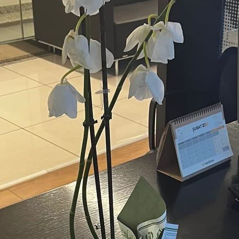 Ölü Orkide Teslimatı Ve Yetersiz Müşteri Hizmetleri