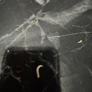 Ülker Probis Bisküvilerinde Kurtlar Çıktı Son Kullanma Tarihi Geçmemiş Hijyen Skandalı