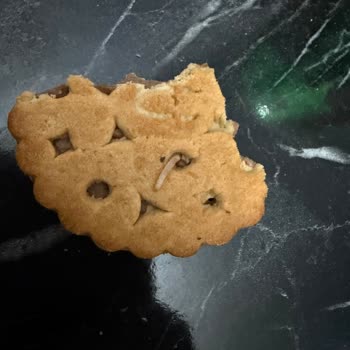 Ülker Probis Bisküvilerinde Kurtlar Çıktı Son Kullanma Tarihi Geçmemiş Hijyen Skandalı