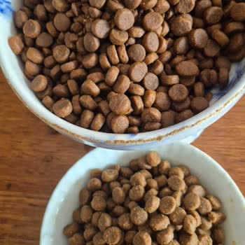 Virbac Digestive Mama Değişikliği Kediler Tarafından Reddedildi