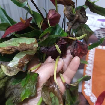 Kuru Ve Kararmış Canlı Saksı Çiçeği Hediye Şikayeti