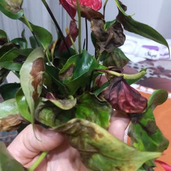 Kuru Ve Kararmış Canlı Saksı Çiçeği Hediye Şikayeti