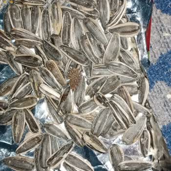 BİM Simbat Çekirdeğinde Yabani Ot Çıktı, Sağlık Riski