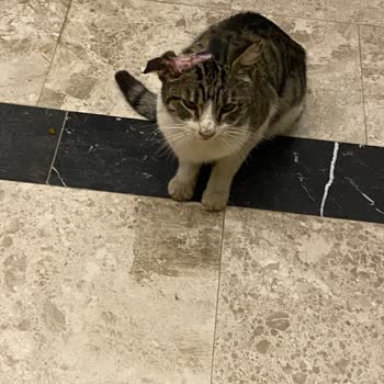 Kedinin Ölümü Hakkında Yanıltıcı Bilgilendirme Ve Takip Eksikliği