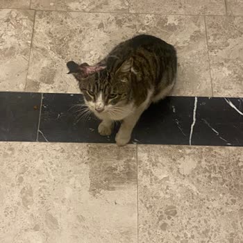 Kedinin Ölümü Hakkında Yanıltıcı Bilgilendirme Ve Takip Eksikliği