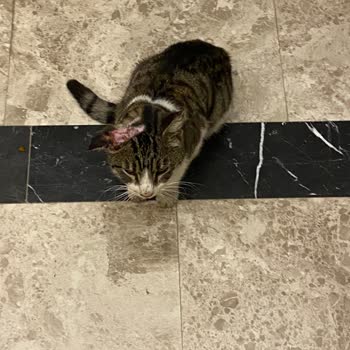 Kedinin Ölümü Hakkında Yanıltıcı Bilgilendirme Ve Takip Eksikliği