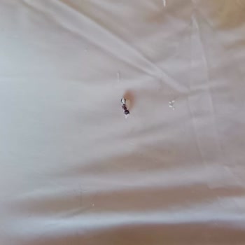 Gusto Gıda Tulum Peynirinde Karınca Bulunması Ve Hijyen Şikayeti