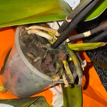 Çürük Orkide Hediye Olarak Gönderildi, Sipariş Kodu Olmadan Destek Talebi