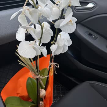 Çürük Orkide Hediye Olarak Gönderildi, Sipariş Kodu Olmadan Destek Talebi