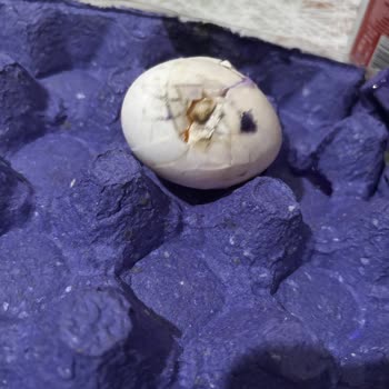 Hakmar Şubesinden Satın Alınan Yumurta Kırık Ve Renk Değişikliği Gösteriyor