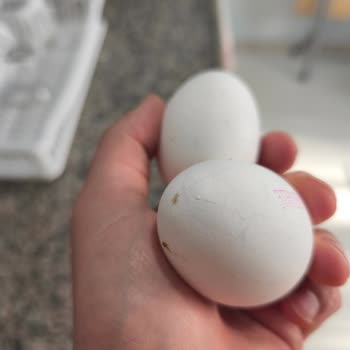 Denizli Şok Şubelerinde Kalitesiz Yumurta Ve Yanıltıcı Su Fiyatı Şikayetim