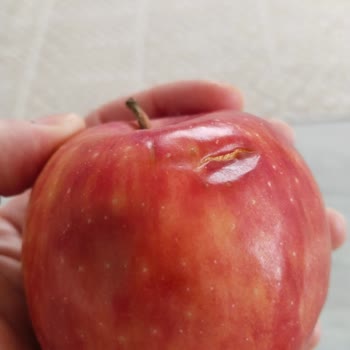 Migros Sebze Ve Meyve Seçiminde Sürekli Düşük Kalite Ve Müşteri İhmaline Son Verilmesi Gerekiyor!