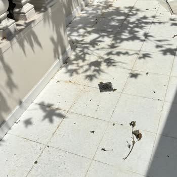 Bakırköy Belediyesi Ağaç Budama İhmali Çocuklu Aileyi Su Basıyor