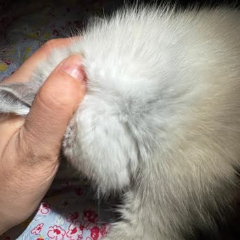 Kedi Kolyesi Boyunda Kararma Ve Tahrişe Neden Oldu, Şirket Yanıt Vermedi