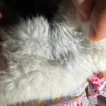 Kedi Kolyesi Boyunda Kararma Ve Tahrişe Neden Oldu, Şirket Yanıt Vermedi