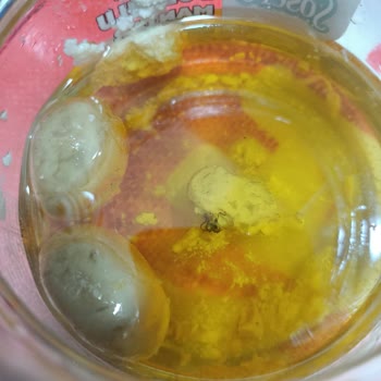 Büyük Böcek İçeren Mantarda Hijyen Skandalı Ve İade Talebi