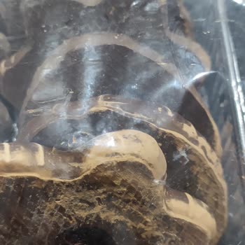 Rossmann’da Satın Aldığım Lambertz Keklerinin Küflenmesi Ve İade Talebi