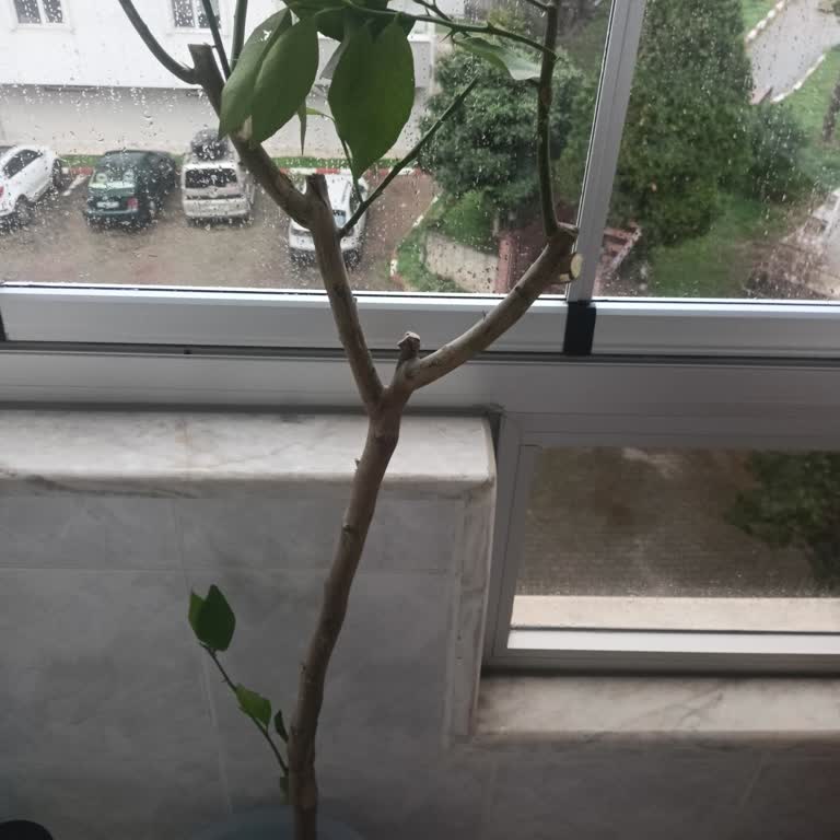 Fidancidan.com Sağlam, Sağlıklı ve Gerçek Bir Fidan Gönderilmesini İstiyorum