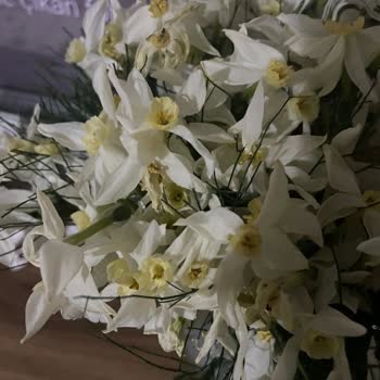 Kuru Ve Solmuş Çiçek Teslimatı Müşteriyi Mağdur Etti