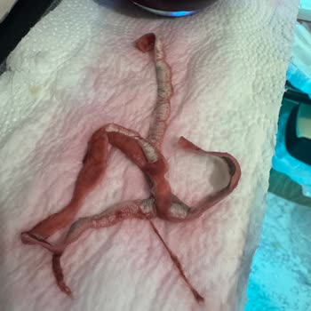 Cappy Vişne Suyunda Yabancı Madde Çıktı Sağlık Ve Hijyen Endişesi