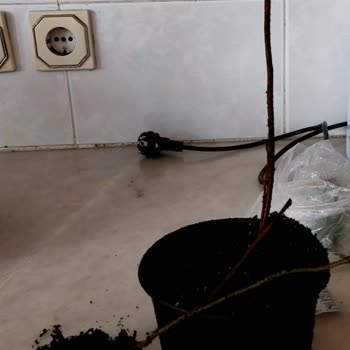 Yaban Mersini Fidelerinde Görsel Ve Kalite Uyuşmazlığı